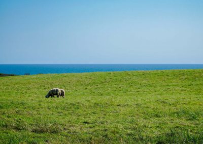 west tisbury sheep