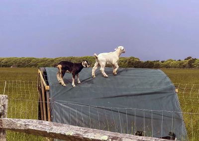 Farm Goats on House